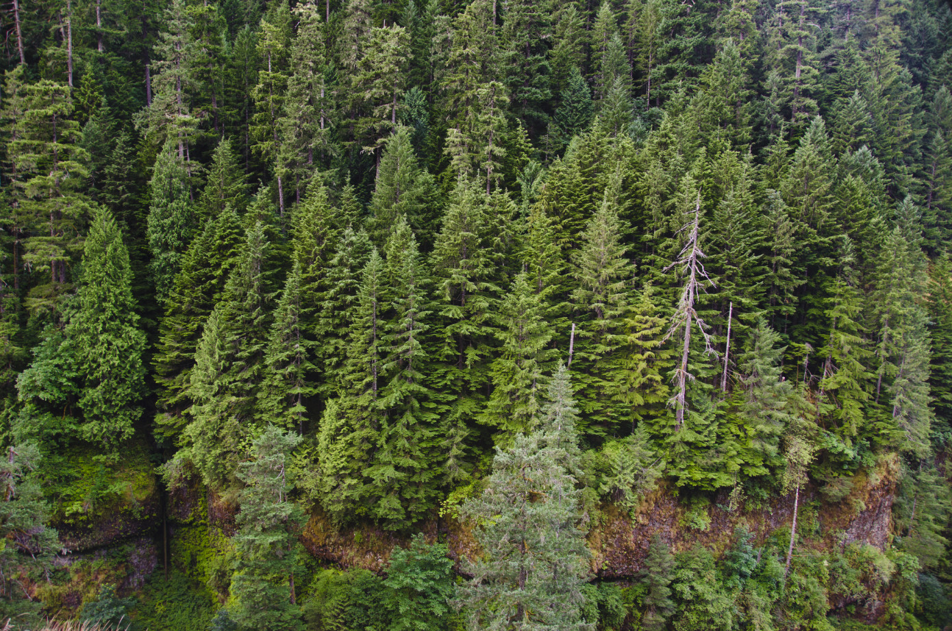 Weyerhaeuser to invest $1 million in rural Washington community