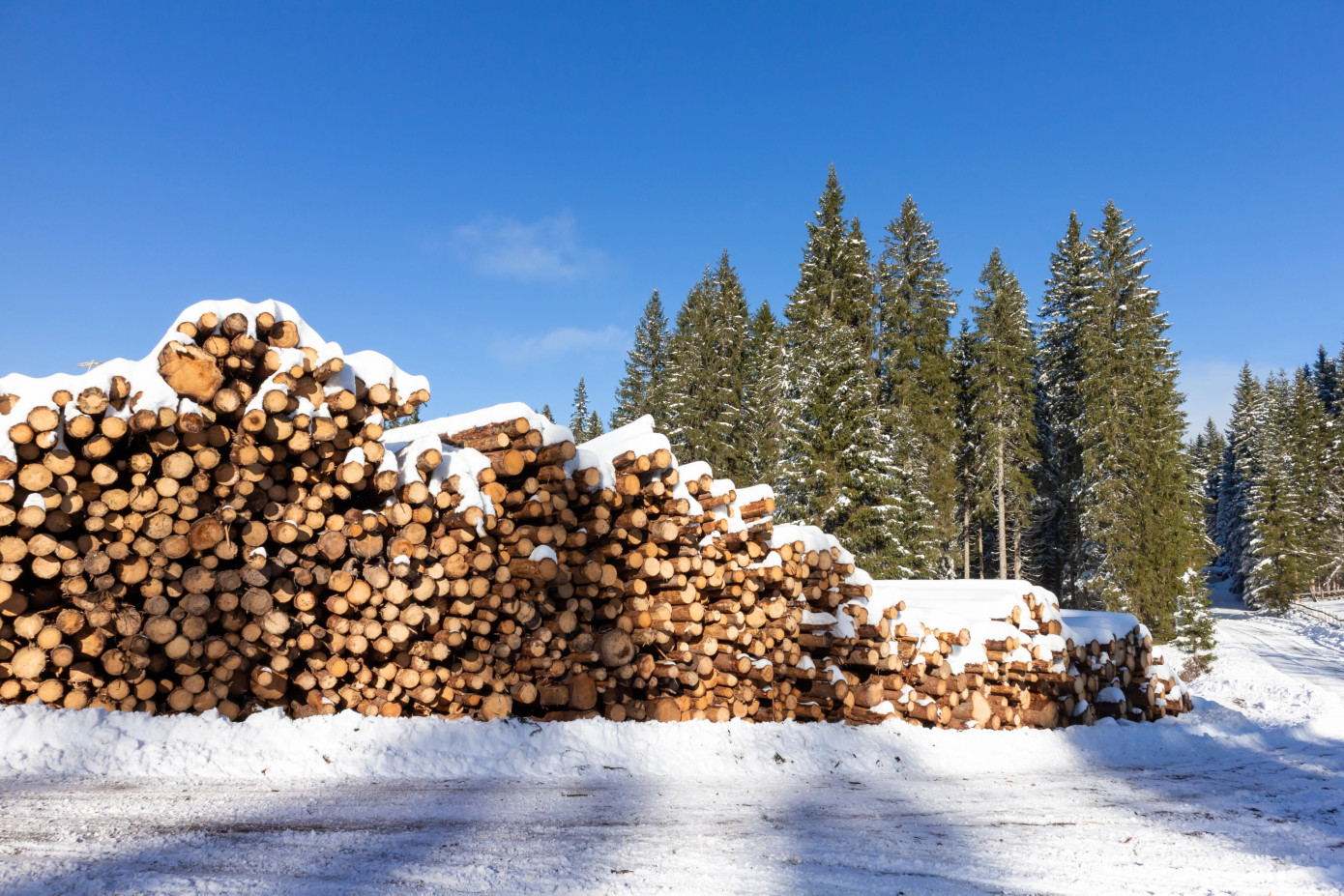 Sweden’s notified felling area rises 30% in January