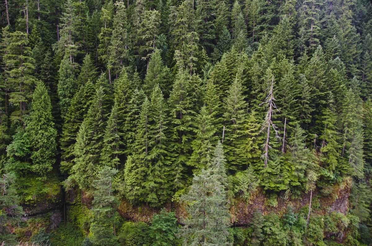 Weyerhaeuser announces approval of first forest carbon project