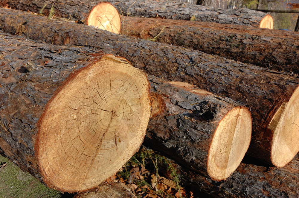 Canada"s logging revenue increased by 16.3% in 2021