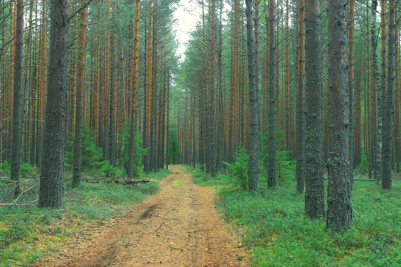 British Columbia decreases annual cut levels for Tree Farm Licences