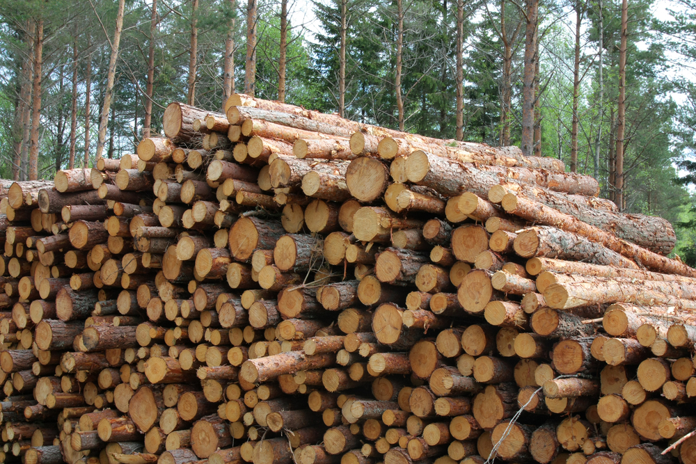 Finnish roundwood prices increased in February