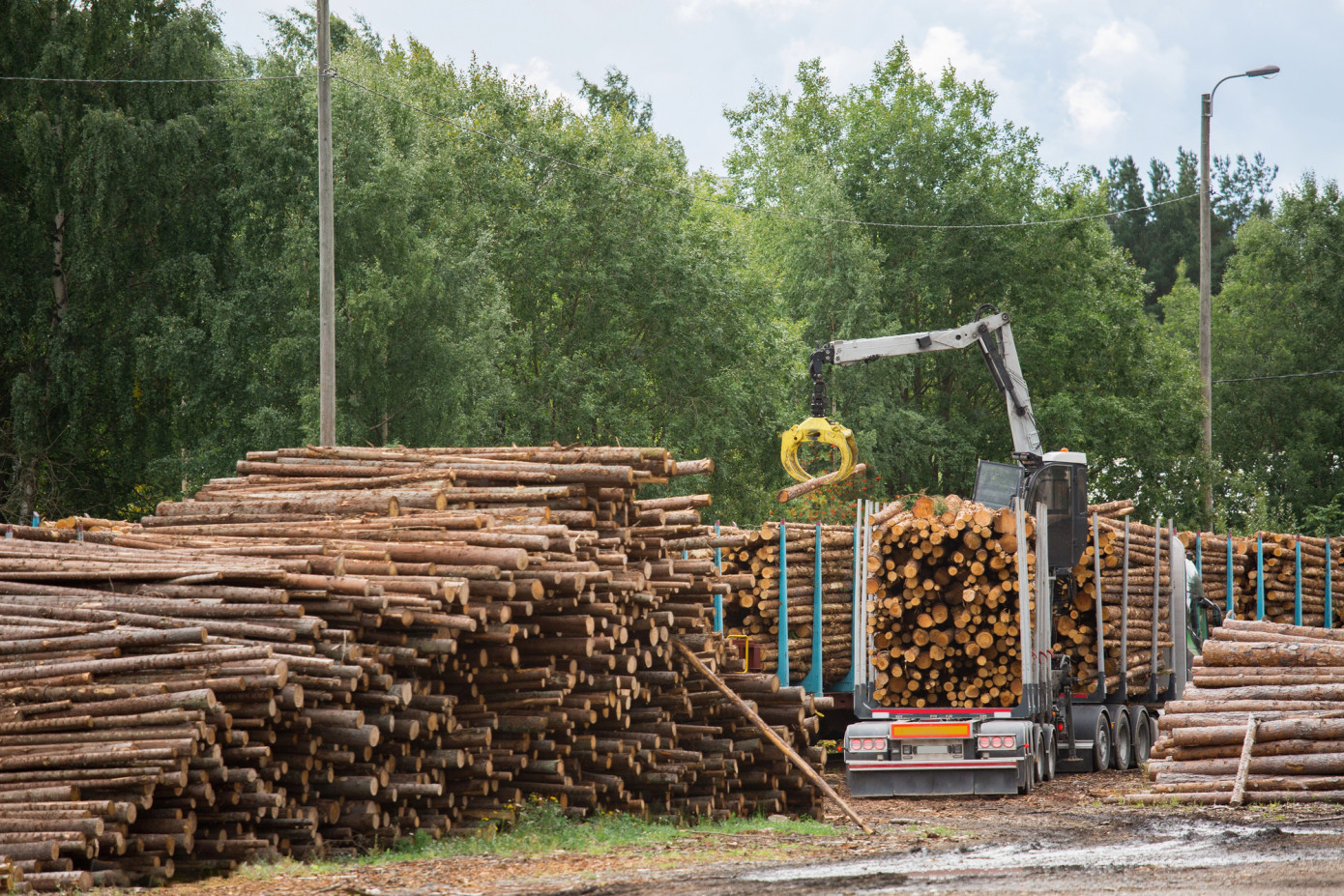 UK timber imports up 2.9% in July 2024