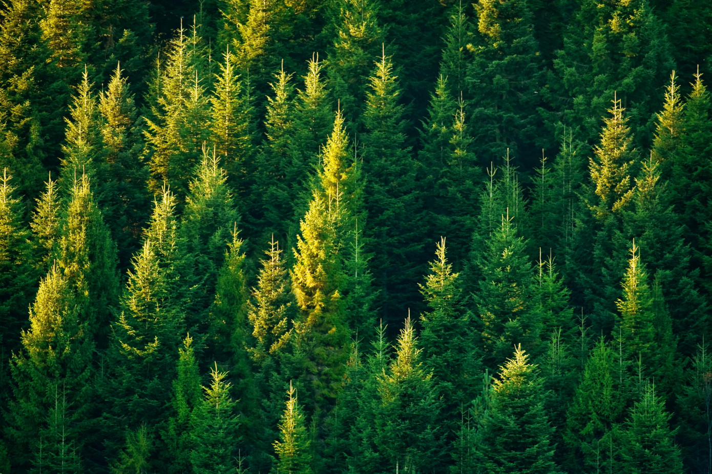 British Columbia reduces annual cut for Tree Farm Licence 38