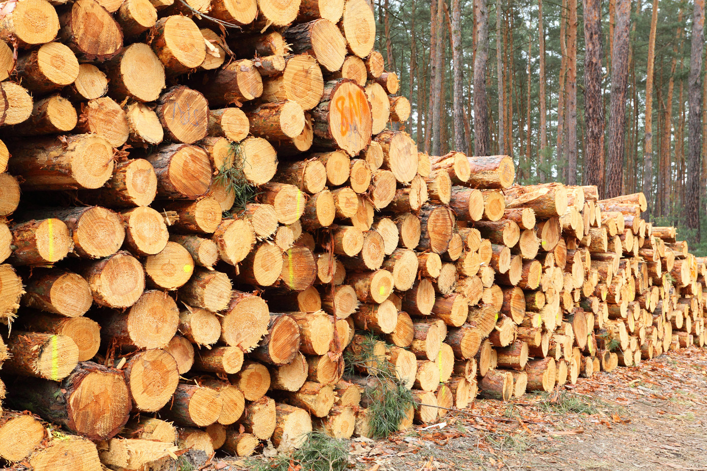 Finland"s wood imports increased by 4% in June