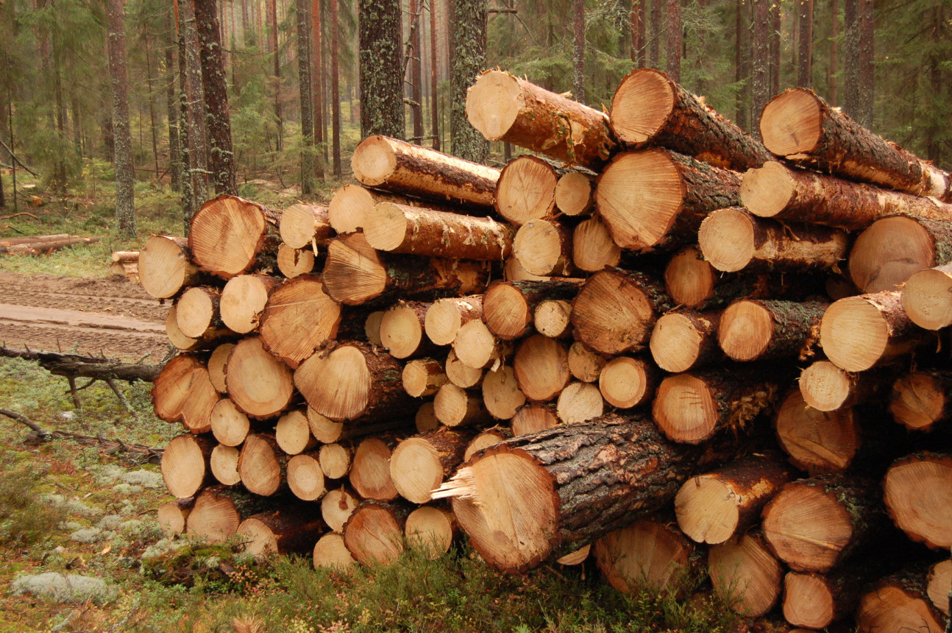 In April, price for logs imported to European Union grows 12%