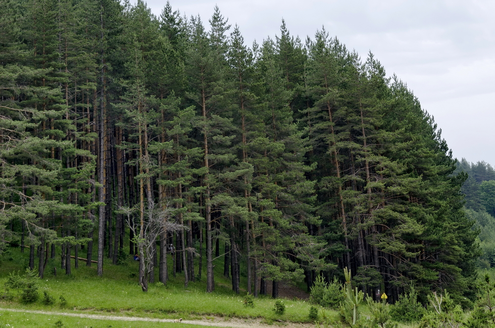 USDA announces $190 million grant for private forest landowners address climate change