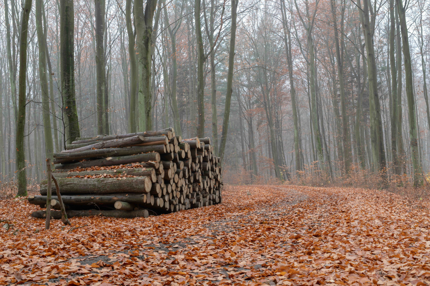 Energy wood purchases in Finland reached unprecedented levels in the first half of the year