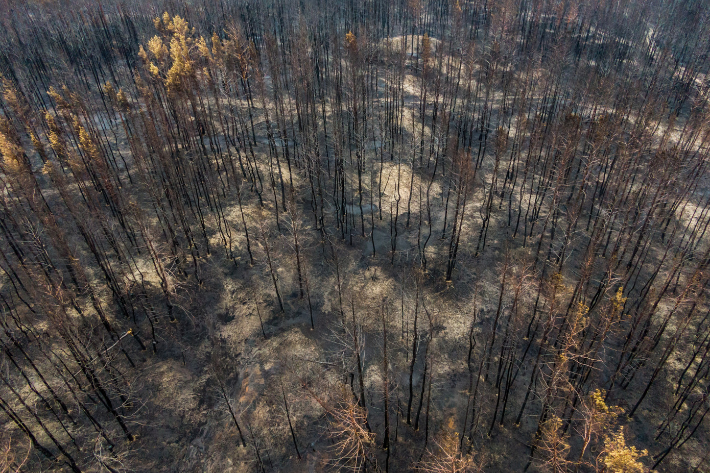 Ukraine"s forests face severe war damage, remote sensing reveals