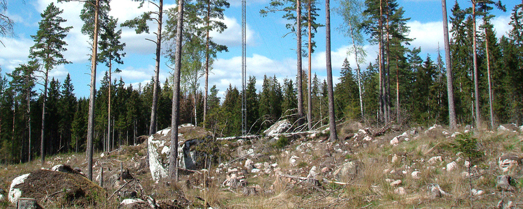 Sweden"s notified area for final felling up 33% in December