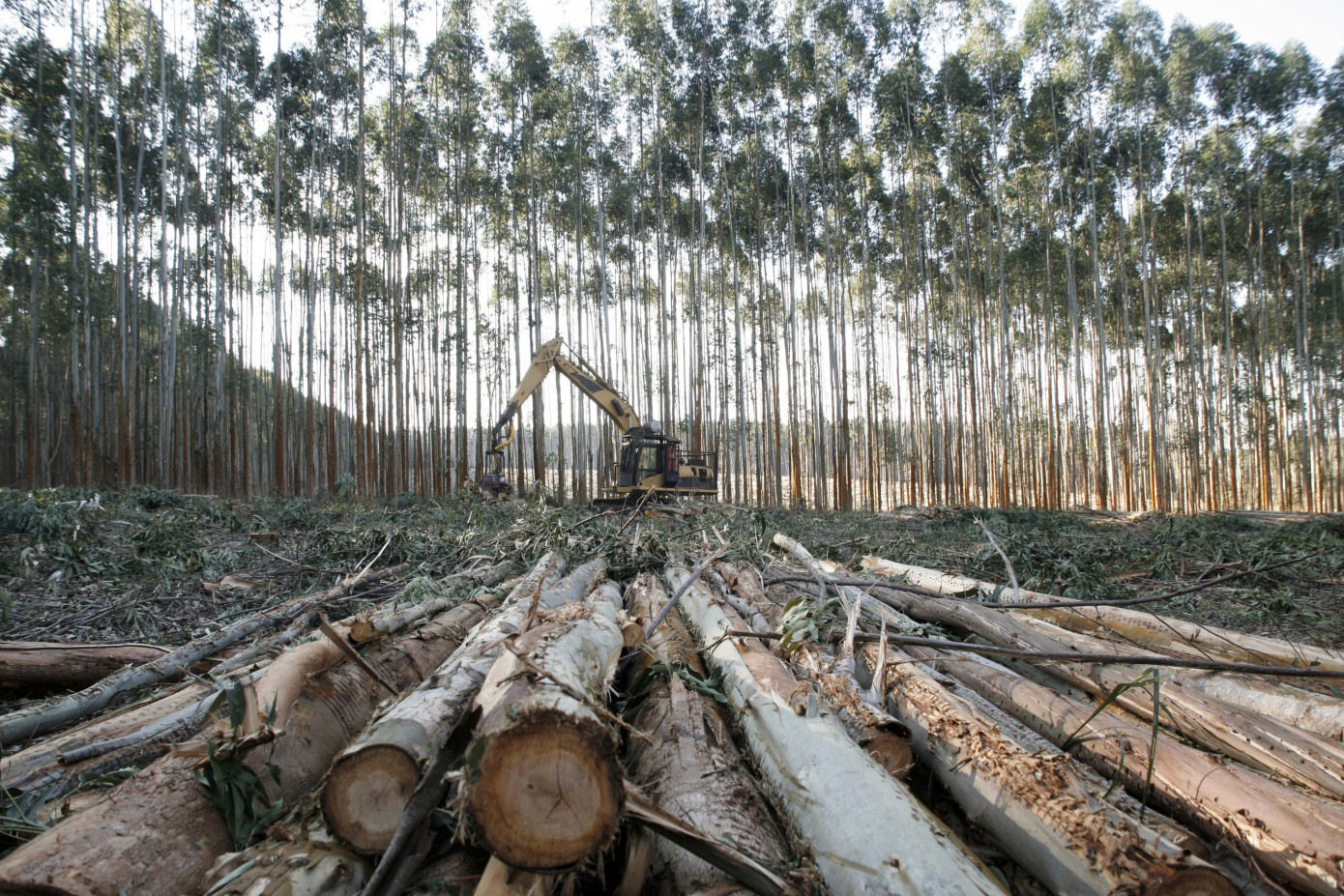 Finland"s roundwood harvesting increases 1% in January- May