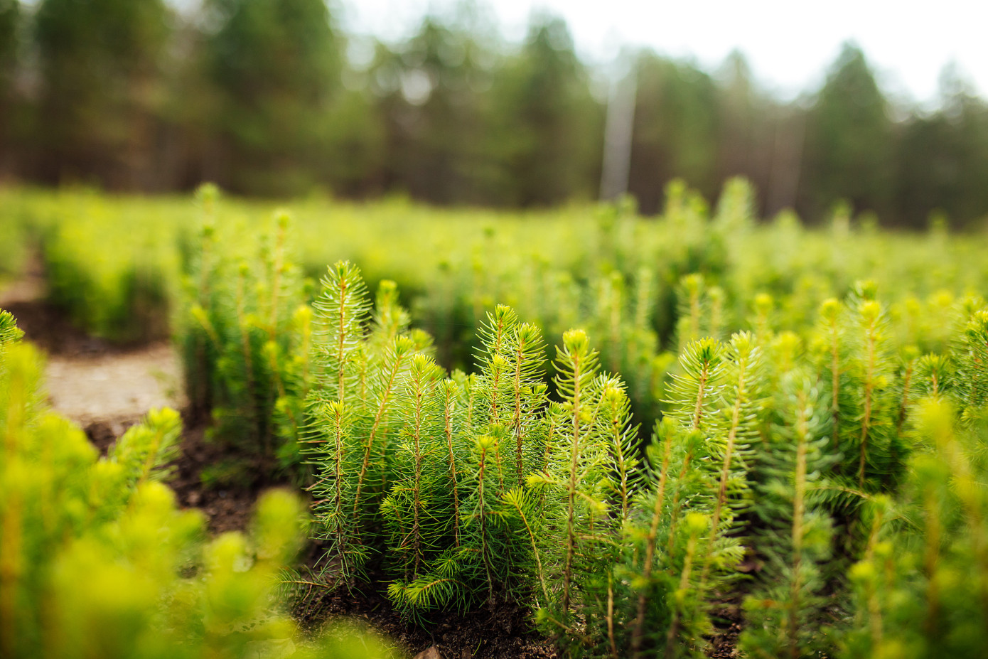 B.C. plants over 280 million trees in 2024