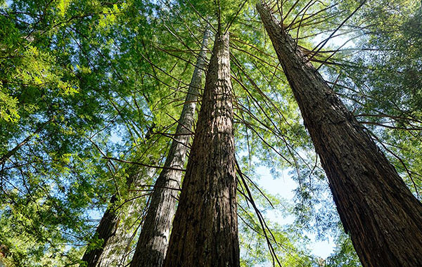 Mitsui and Nomura to acquire New Forests