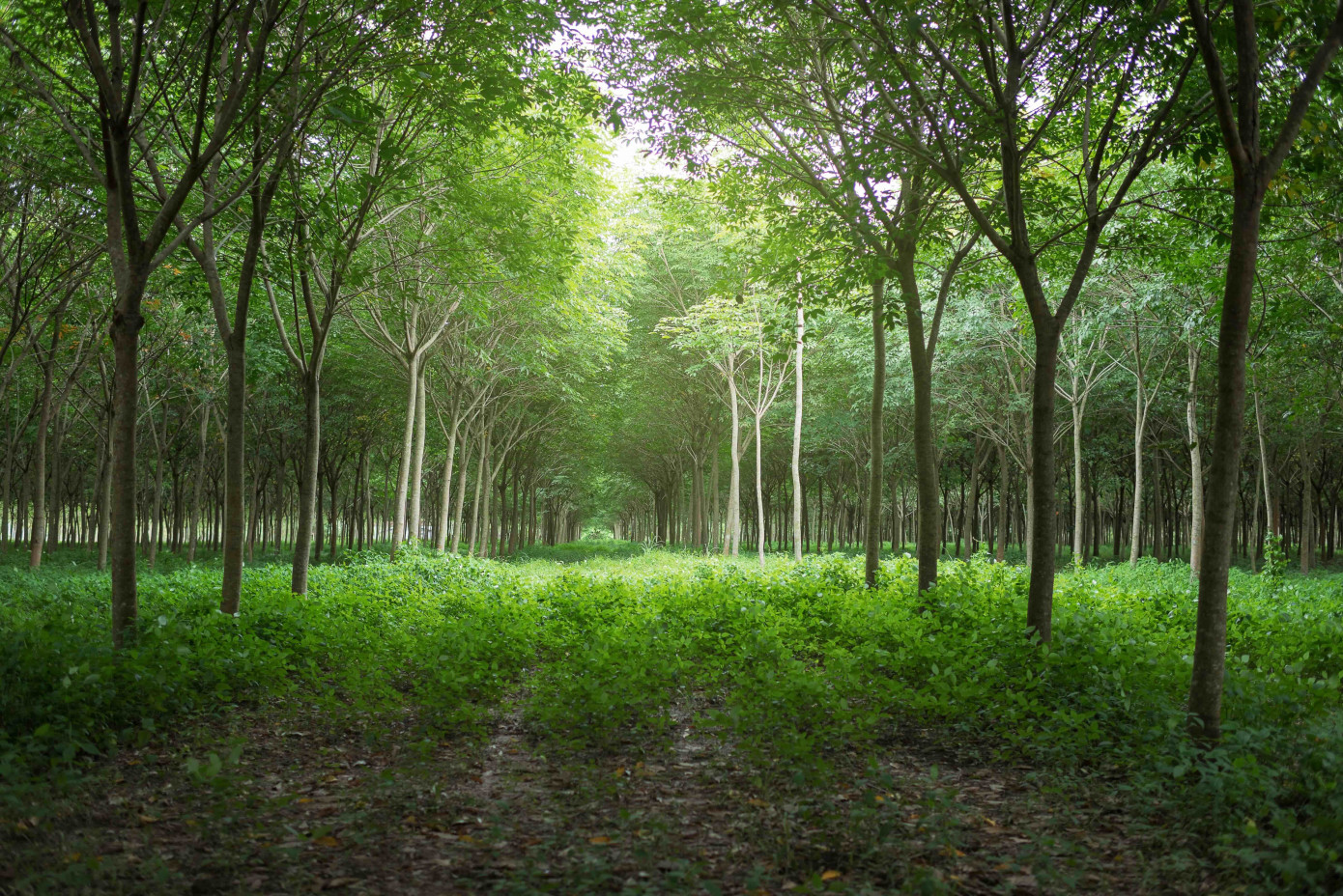 Vietnam approves ambitious National Forest Plan through 2030