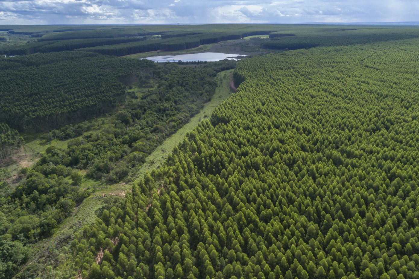 AFRY получила заказ Arauco