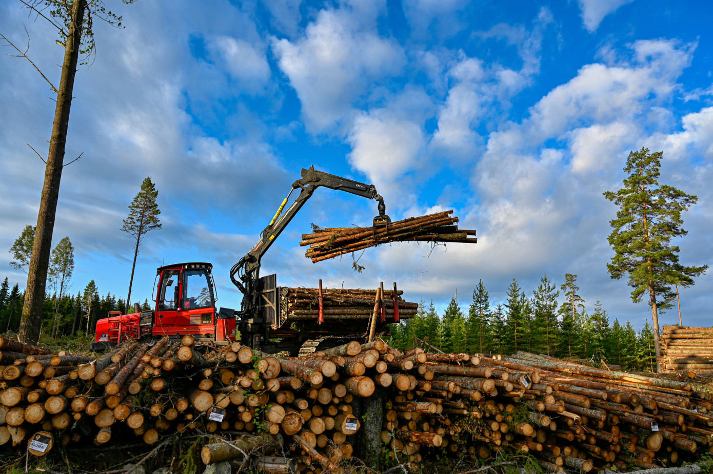 Roundwood prices rise in Sweden during Q3 2024