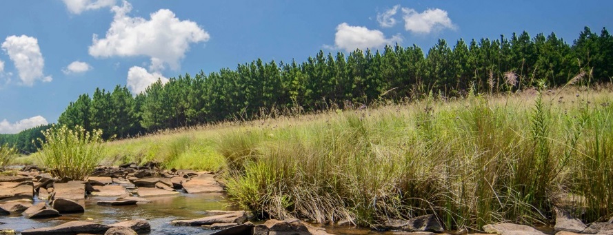 Sappi achieves PEFC Forest Management certificate in South Africa