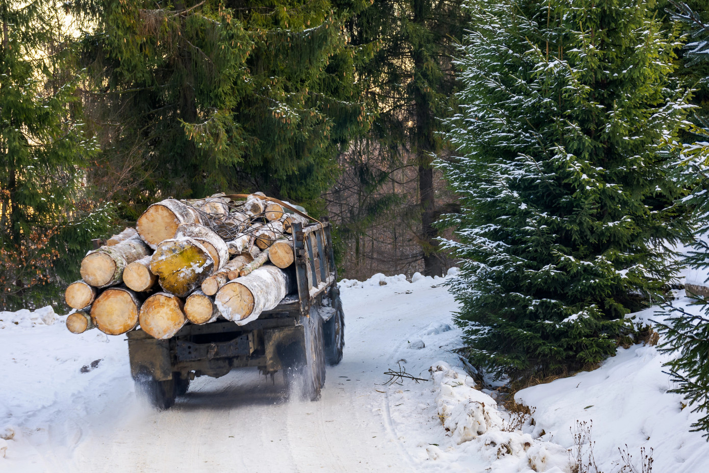 Timber harvesting in Norway rises 33% in 2024