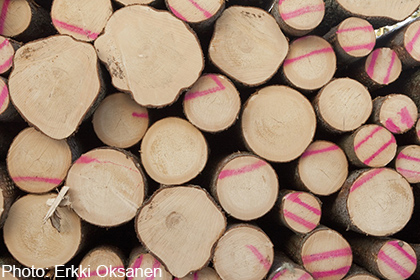 Exports of sawlog from Germany to China decline 59% in May