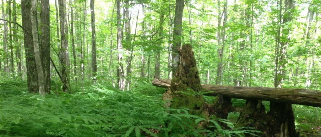 Finite Carbon launches carbon offset program for Canadian forestland