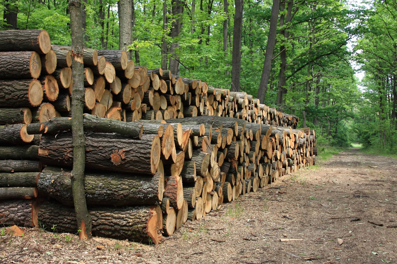 Nonprofit combats illegal timber in EU with wood chemical signatures