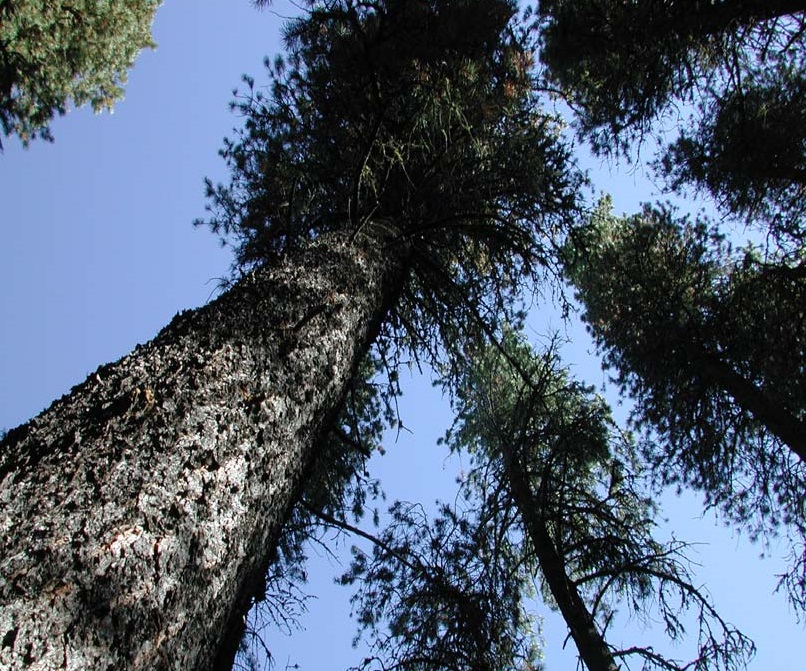 Saskatchewan and Alberta renew agreement to battle mountain pine beetle threat