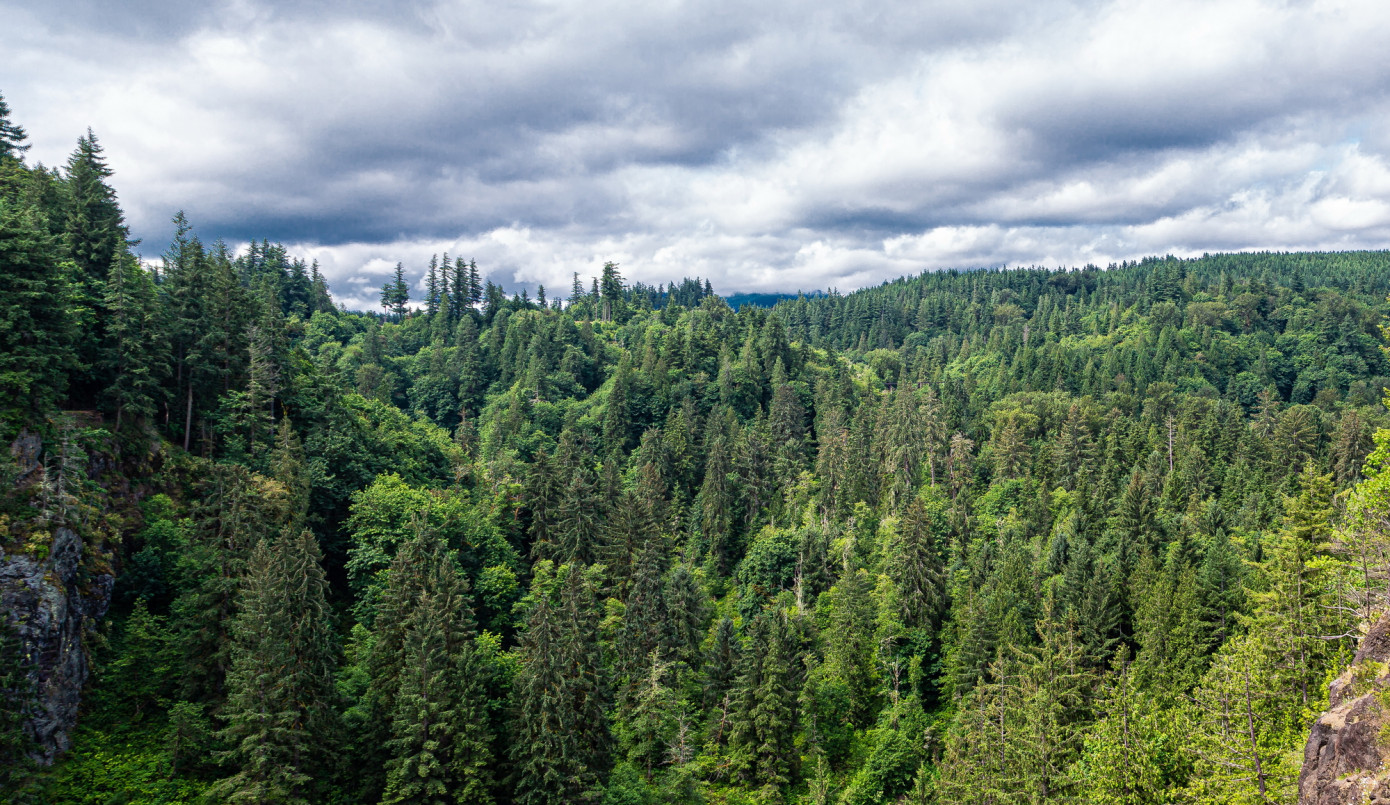 Hampton Lumber purchases 18,000 acres of timberland in Southwest Washington