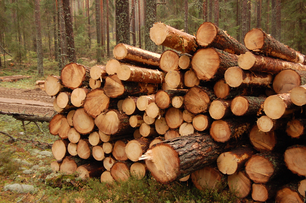 Sveaskog raises timber prices across Sweden for the third time in 2024