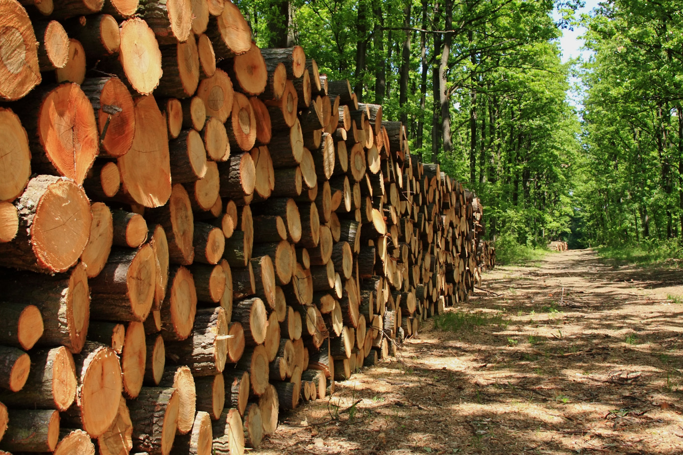 In May, price for birch sawlog exported from Russia to China expands 8%