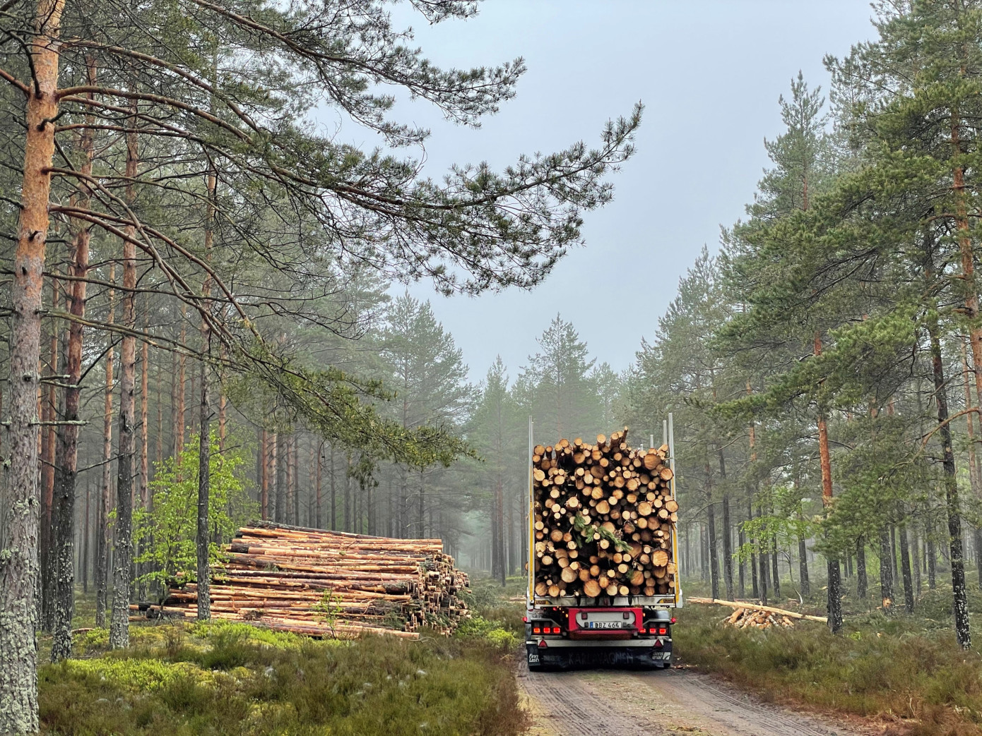 Södra raises timber prices to meet high demand