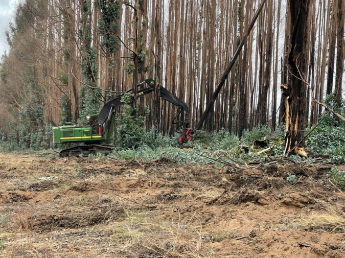 KIPT almost completes clearance of plantation trees alongside power lines