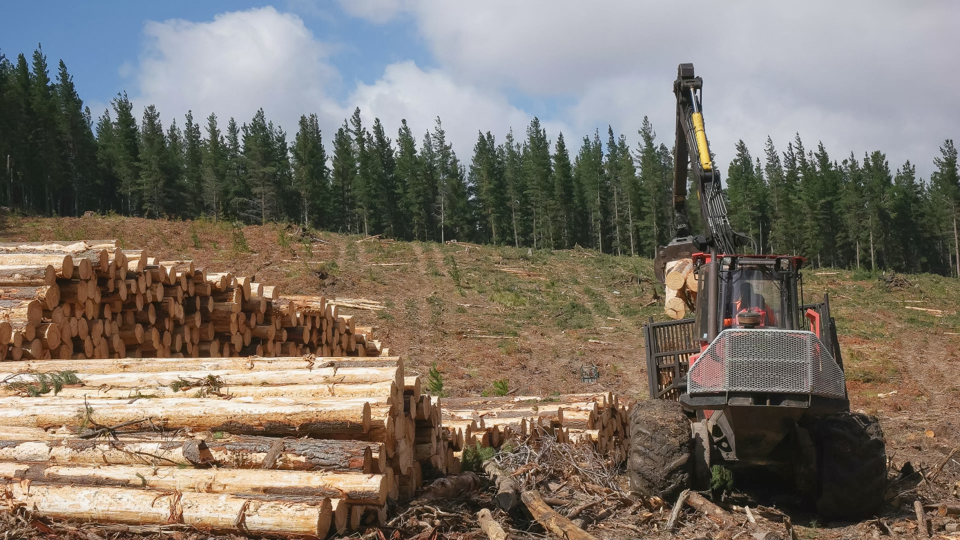 Australia increases log exports to China after ban lifted