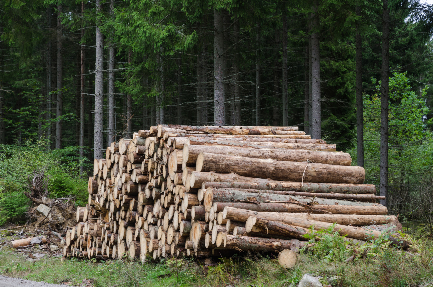 Swedish Forest Agency anticipates lower forest felling in 2023