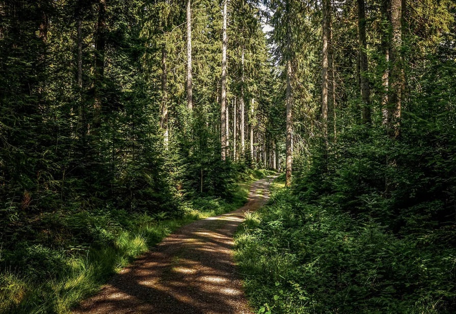 Swedish forest land prices down 5.1% in 2023