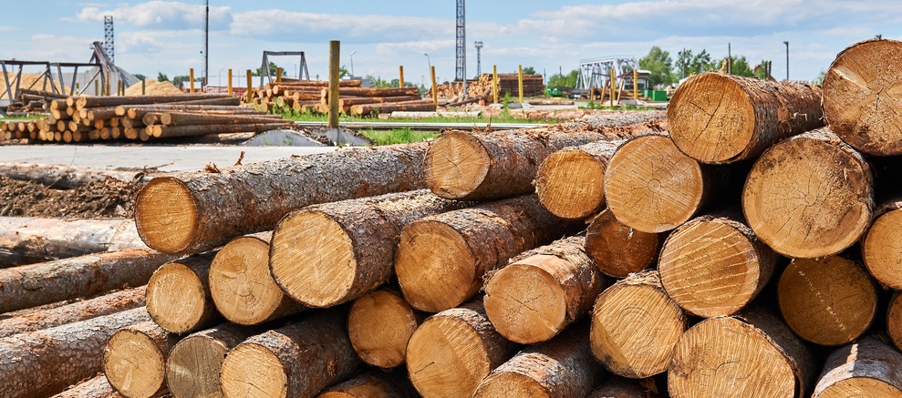 North American softwood lumber prices stabilize