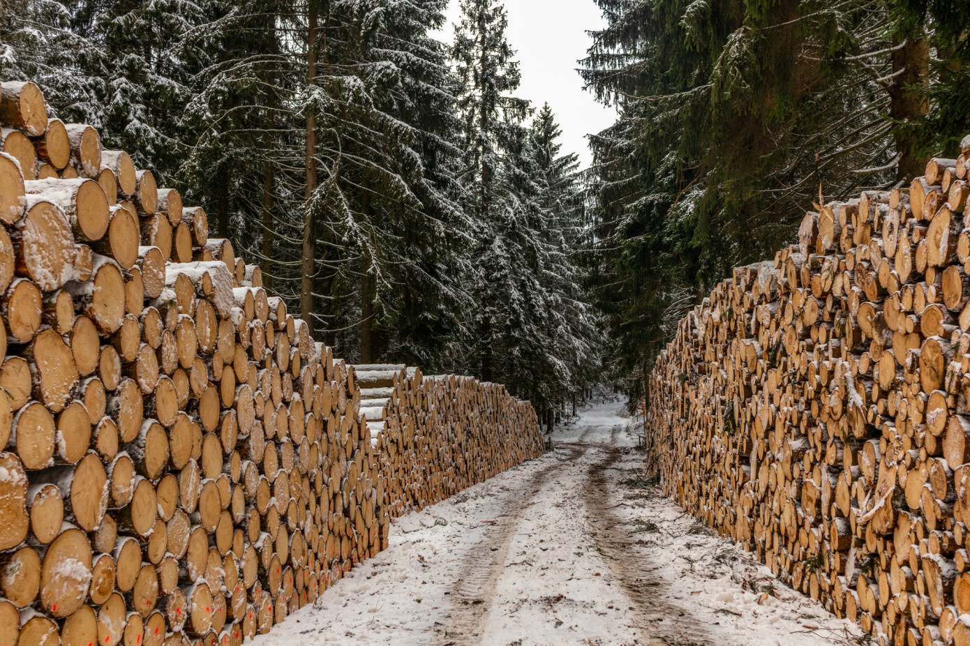 Canadian logging industry shows revenue growth of 4.6% in 2022