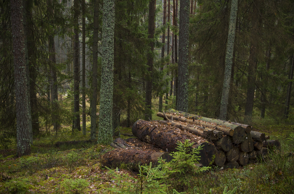 Latvian Forest Company acquires Uab Siluona