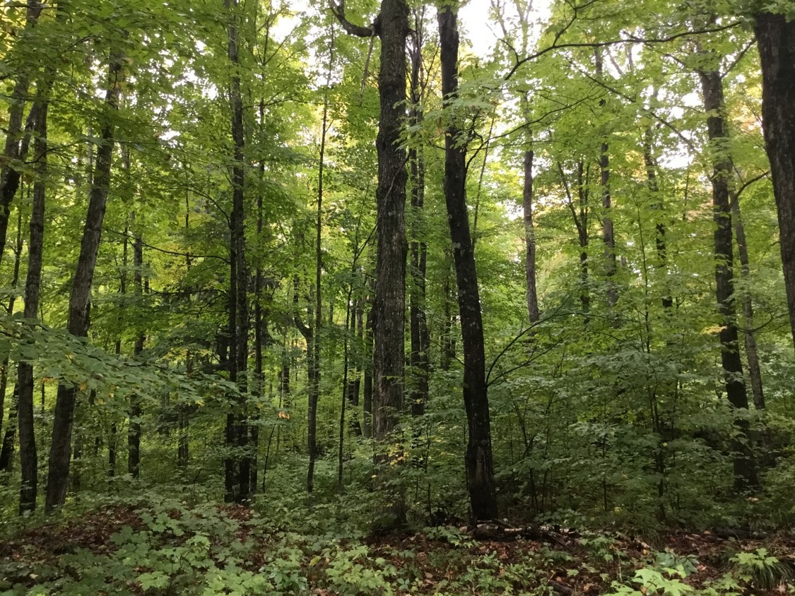 Га леса. Мичиган леса. State of Michigan Forest.