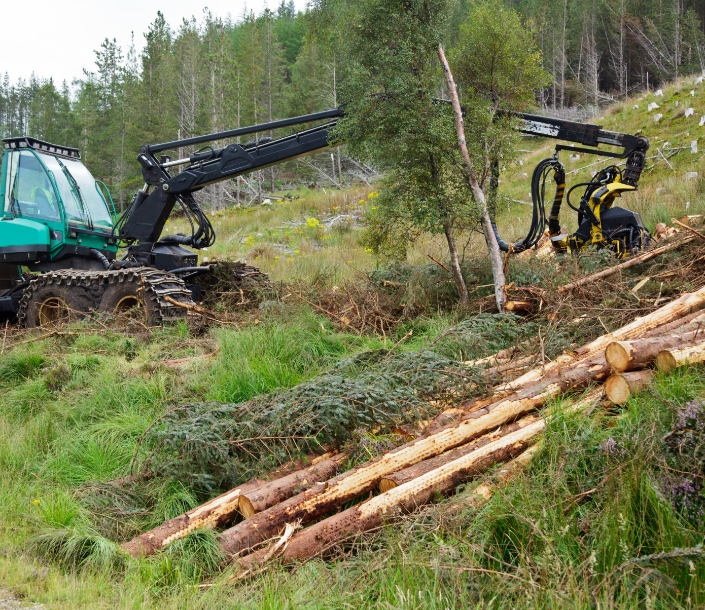 Cost of regeneration felling in Sweden increases by 11% in 2022