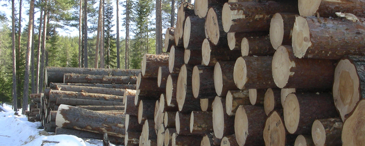 Swedish roundwood prices increased in 1Q 2022