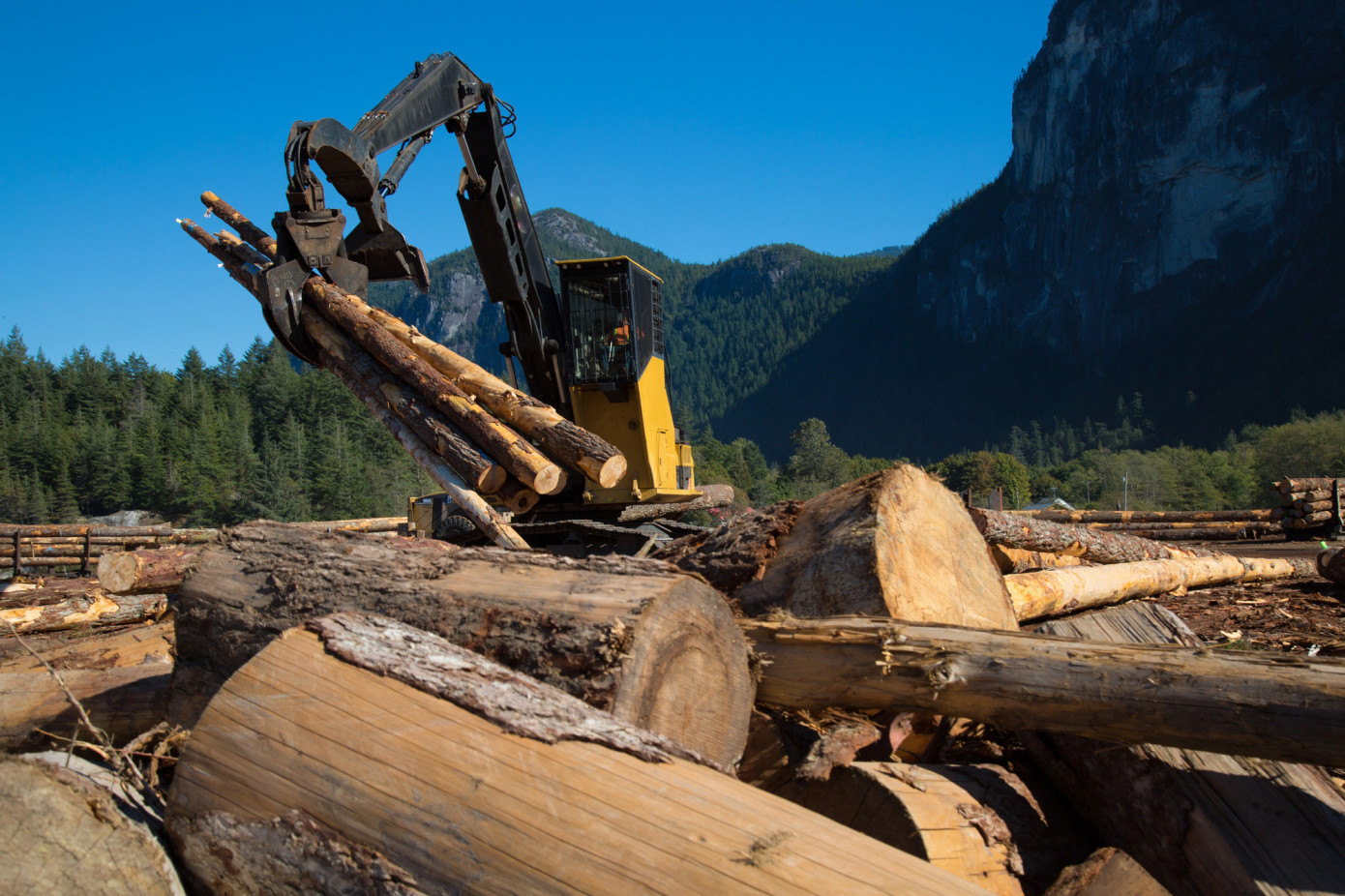 Canada"s logging revenue declines 4.9% in 2023