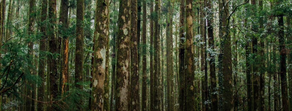 Uruguayan forest certification system submitted to PEFC for assessment