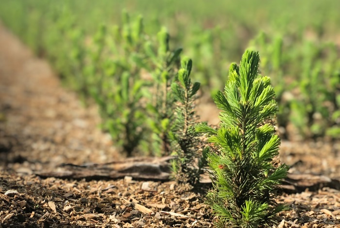 Forests Ontario becomes Forests Canada