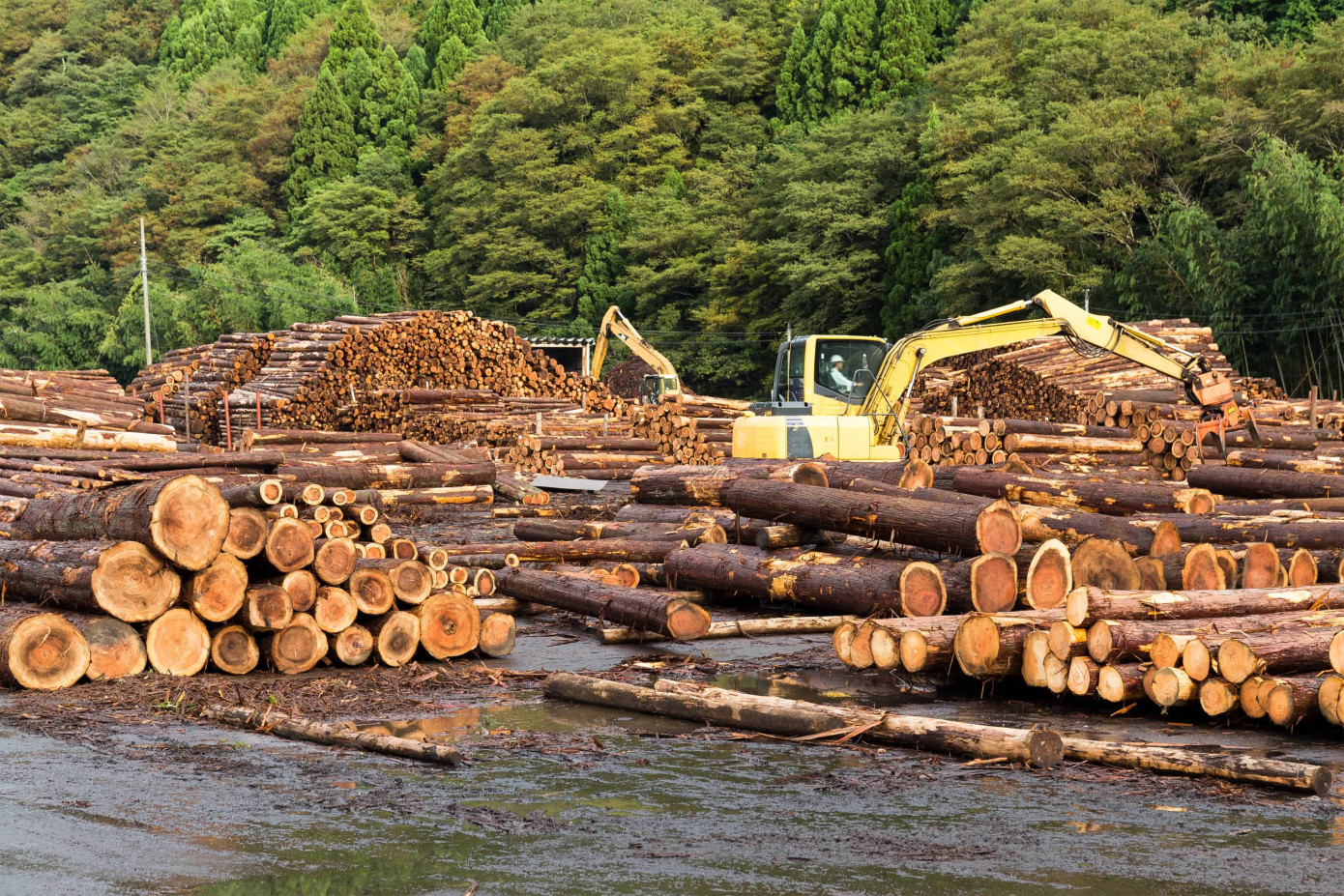 Finnish timber trade rises 20% above five-year average, prices remain high