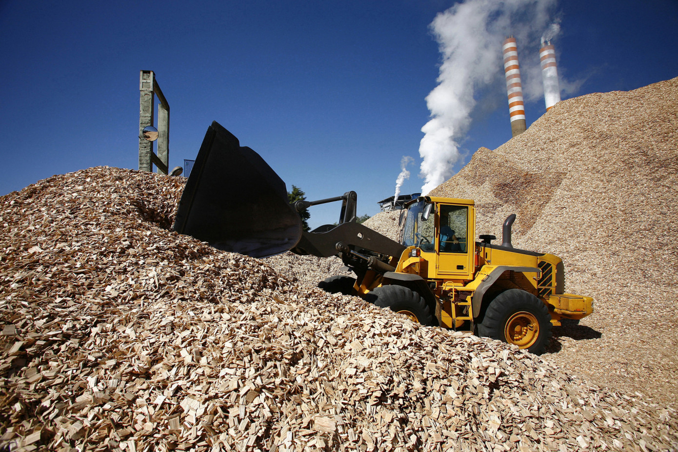 Exports of wood chips from Chile decline 55% in August