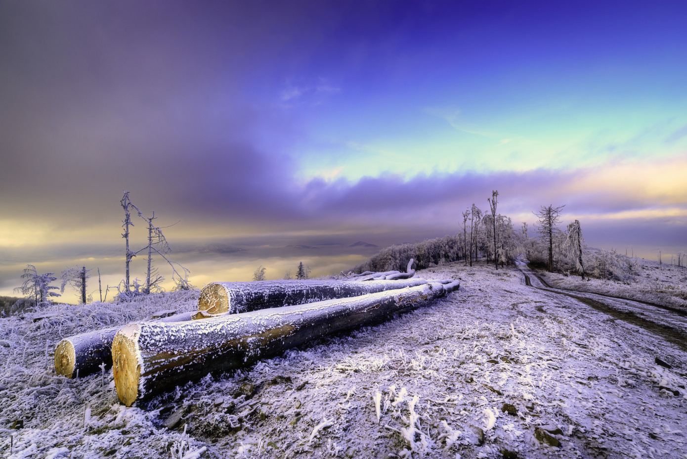 In 2022, Russia decreases logging by 13.5%