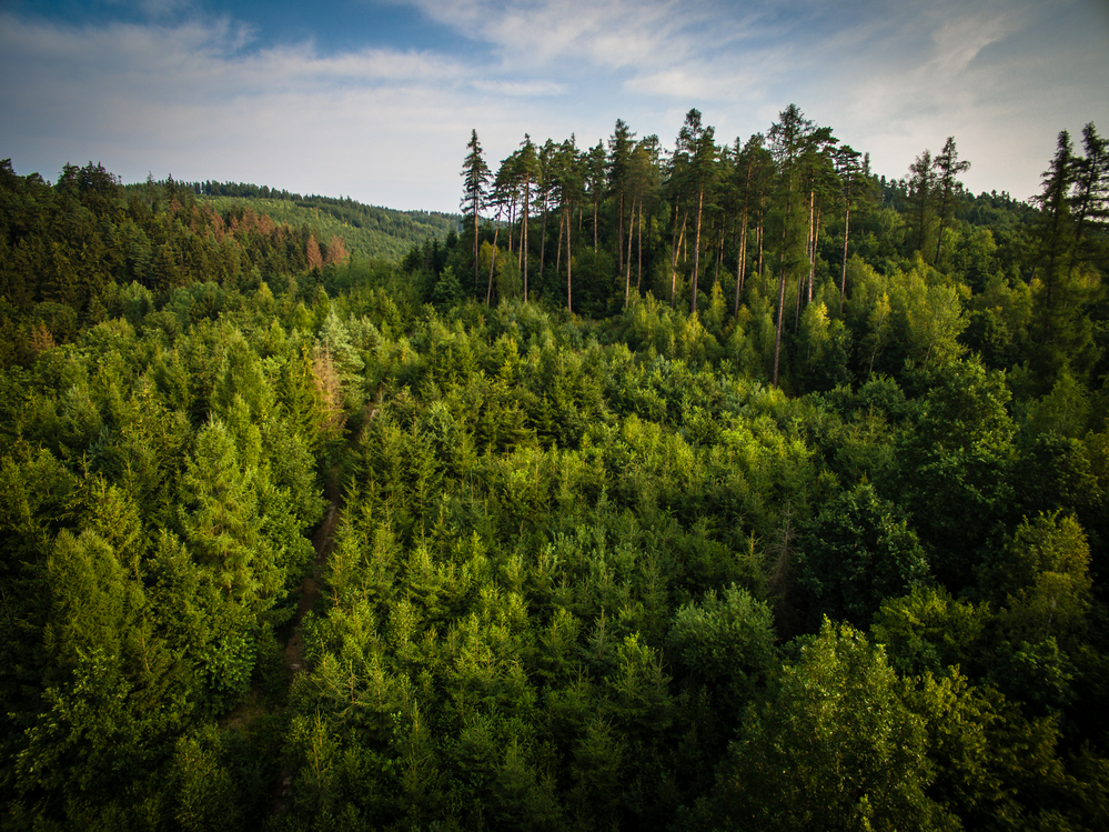 Weyerhaeuser подписала договоры купли-продажи с Forest Investment Associates