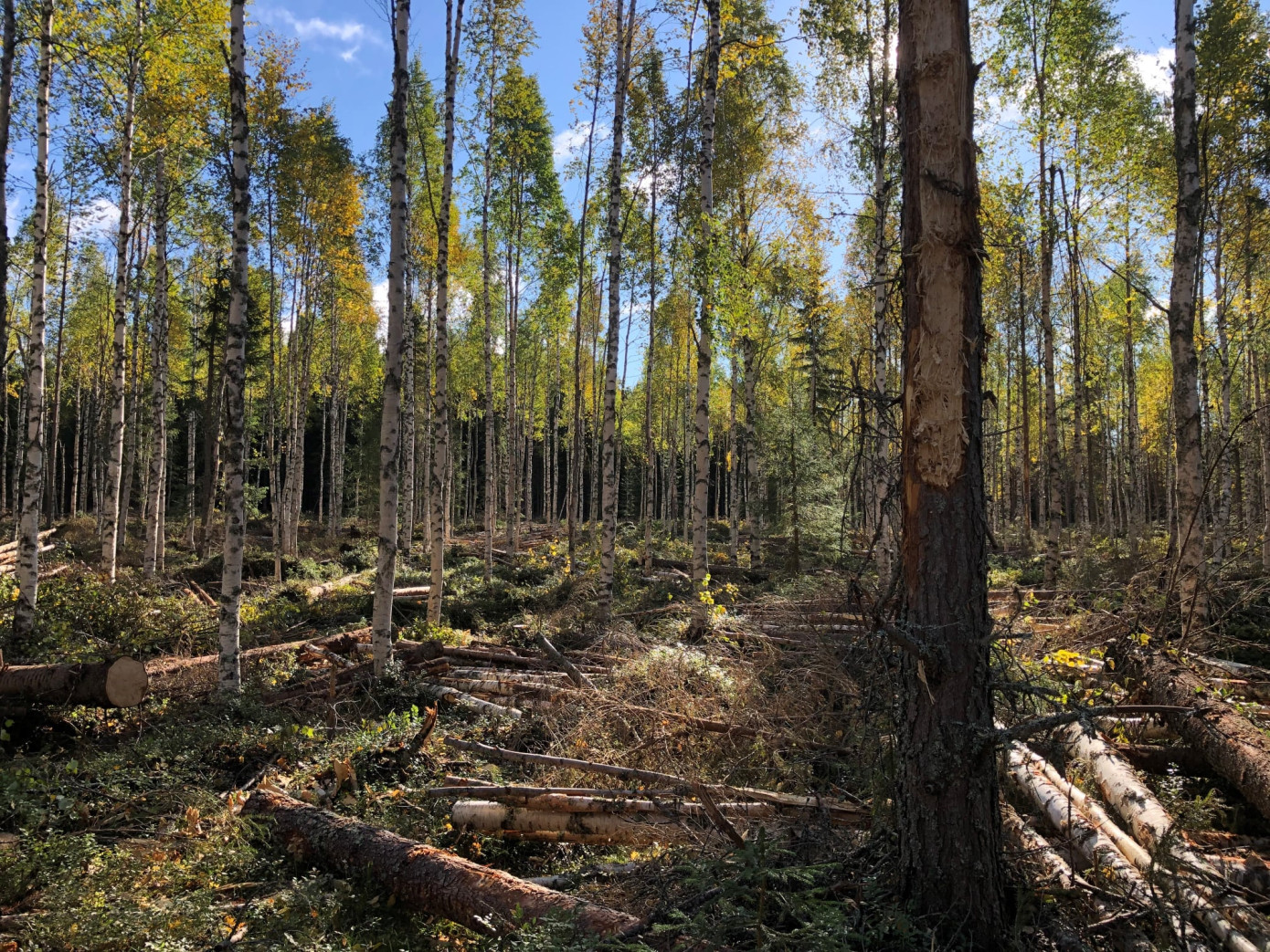 Sweden"s notified area for felling decreased by 1% in November