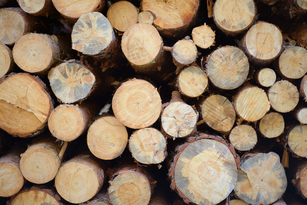 Slovenia: Value of purchased roundwood decreased in October 2024