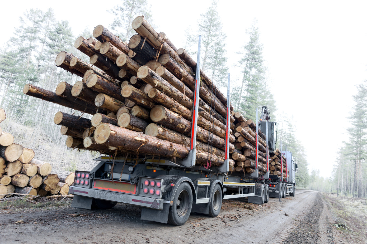 Timber prices in Sweden reach 34-year high, stumpage returns hit levels unseen since 1977